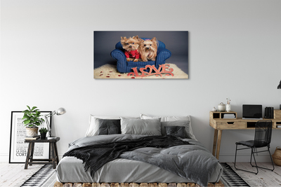 Bild på canvas Yorkies