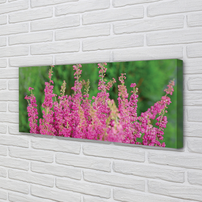 Fototryck canvas Ljungblommor