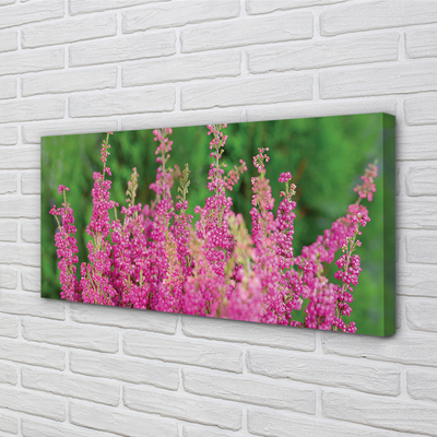 Fototryck canvas Ljungblommor