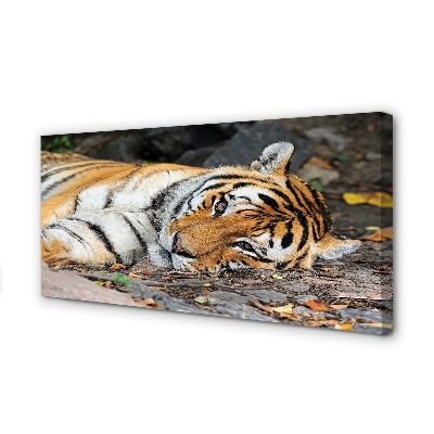 Fototryck canvas Liggande tiger