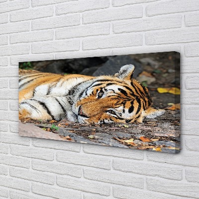 Fototryck canvas Liggande tiger