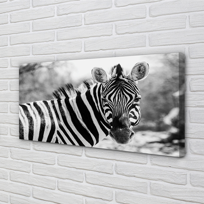 Bild canvas Retro zebra