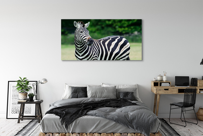 Foto till canvastavla Zebrafält