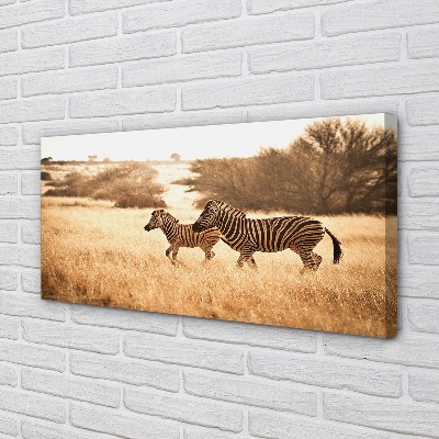 Canvastavla Zebrafältsolnedgång