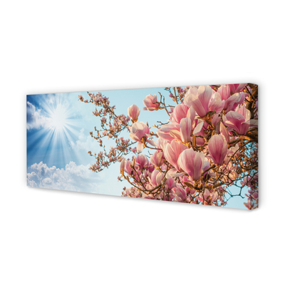 Fototryck canvas Magnolia solhimmel