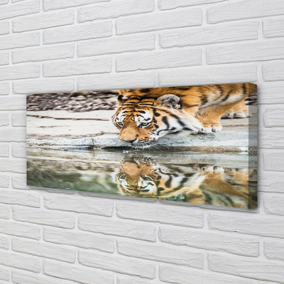 Canvas bild Den drickande tigern