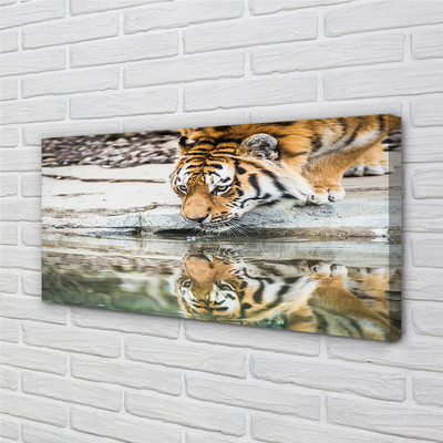 Canvas bild Den drickande tigern