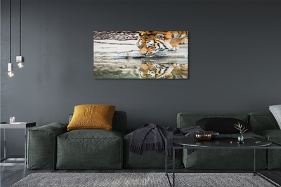 Canvas bild Den drickande tigern