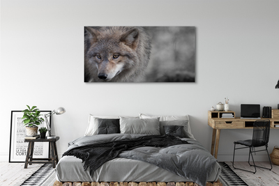 Fototryck canvas Varg