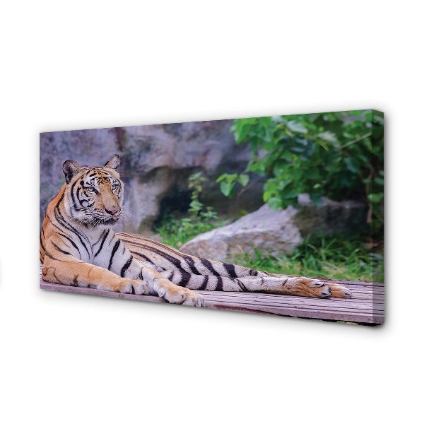 Canvas bild Tiger i djurparken