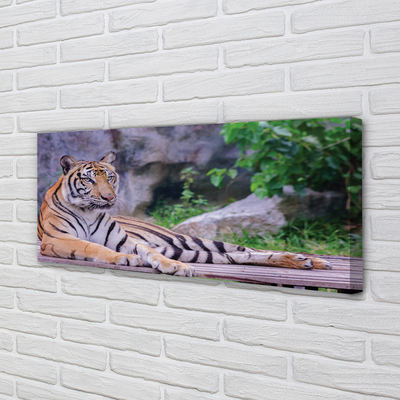 Canvas bild Tiger i djurparken