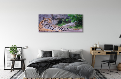 Canvas bild Tiger i djurparken