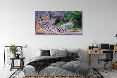 Canvas bild Tiger i djurparken