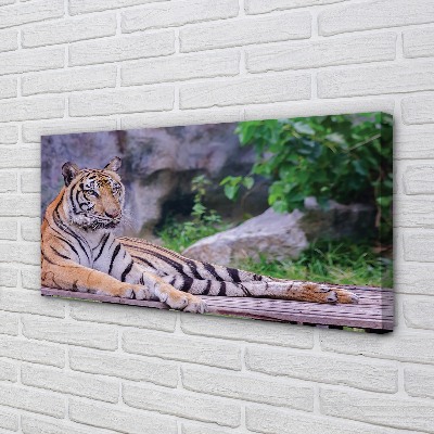 Canvas bild Tiger i djurparken