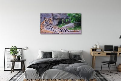 Canvas bild Tiger i djurparken