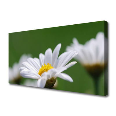 Fototryck canvas Daisy På Väggen