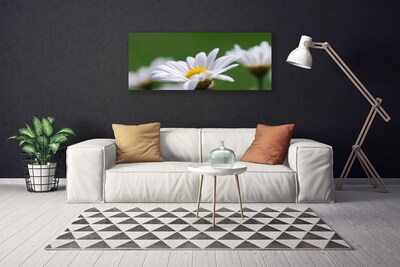 Fototryck canvas Daisy På Väggen