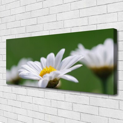 Fototryck canvas Daisy På Väggen