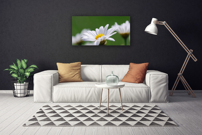 Fototryck canvas Daisy På Väggen