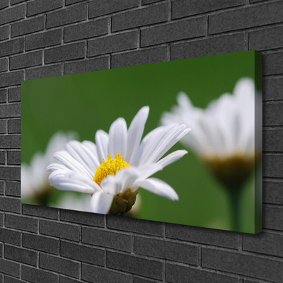 Fototryck canvas Daisy På Väggen