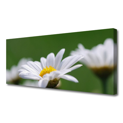 Fototryck canvas Daisy På Väggen