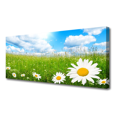 Bild canvas Daisy Grass Nature