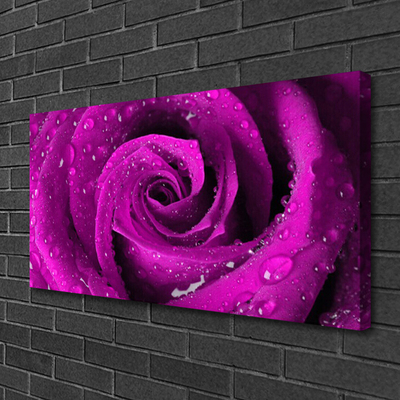 Canvas bild Rose Flower Plant Nature