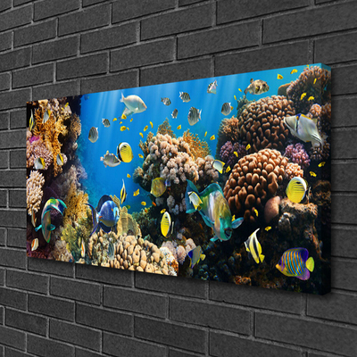 Bild på canvas Korallrevs natur
