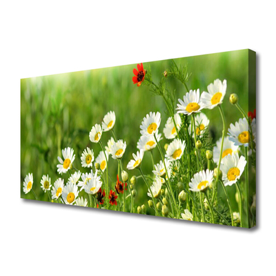 Fototryck canvas Daisy Plant Nature