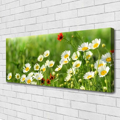 Fototryck canvas Daisy Plant Nature