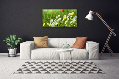 Fototryck canvas Daisy Plant Nature