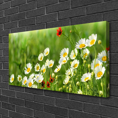 Fototryck canvas Daisy Plant Nature