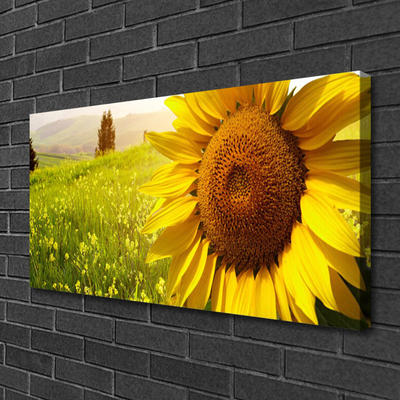 Fototryck canvas Solros blomma växt