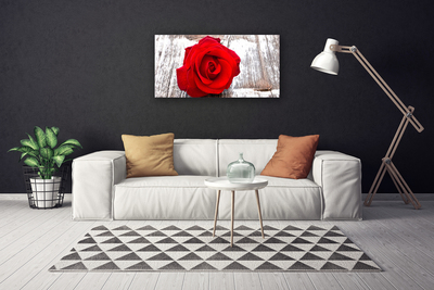 Fototryck canvas Rose Flower Plant Nature