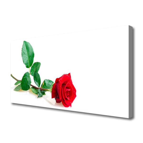 Fototryck canvas Rose Flower Plant Nature