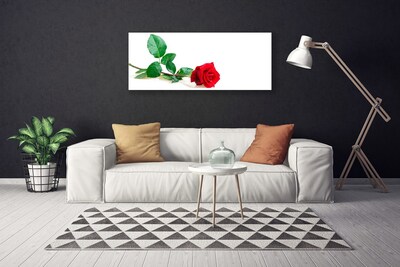 Fototryck canvas Rose Flower Plant Nature