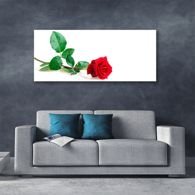 Fototryck canvas Rose Flower Plant Nature