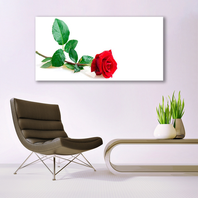 Fototryck canvas Rose Flower Plant Nature