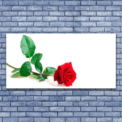 Fototryck canvas Rose Flower Plant Nature