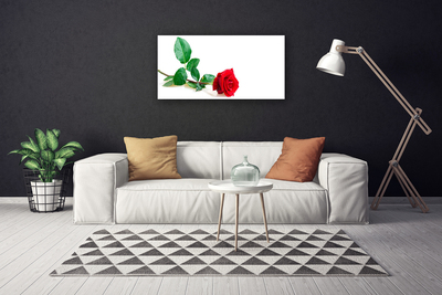 Fototryck canvas Rose Flower Plant Nature