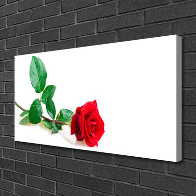 Fototryck canvas Rose Flower Plant Nature