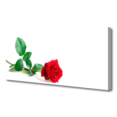 Fototryck canvas Rose Flower Plant Nature