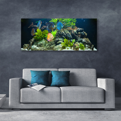 Canvas bild Fiskakvarium Natur