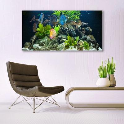 Canvas bild Fiskakvarium Natur