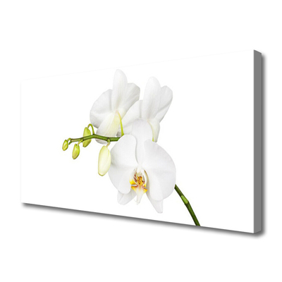 Bild canvas Orkidé Blommor Natur