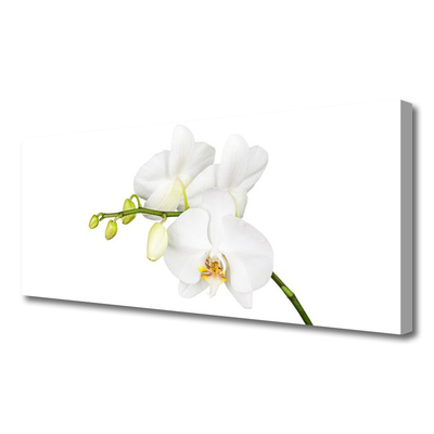 Bild canvas Orkidé Blommor Natur