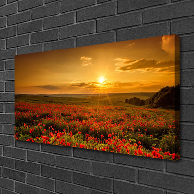 Fototryck canvas Vallmofält Sunset Meadow