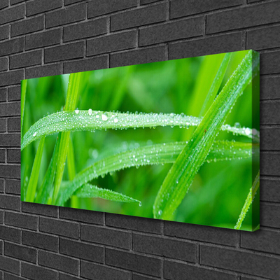 Canvas bild Blad Daggdroppar Natur