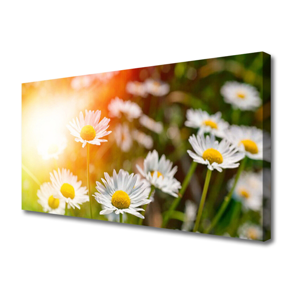 Fototryck canvas Tusenskönor Blommor Strålar
