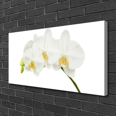 Fototryck canvas Orkidé skjuter Blommor Natur